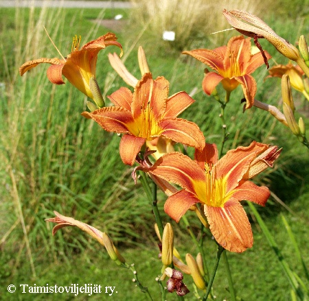 Hemerocallis fulva